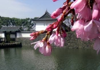Sakura2008