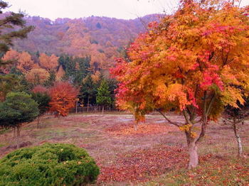 紅葉.jpg